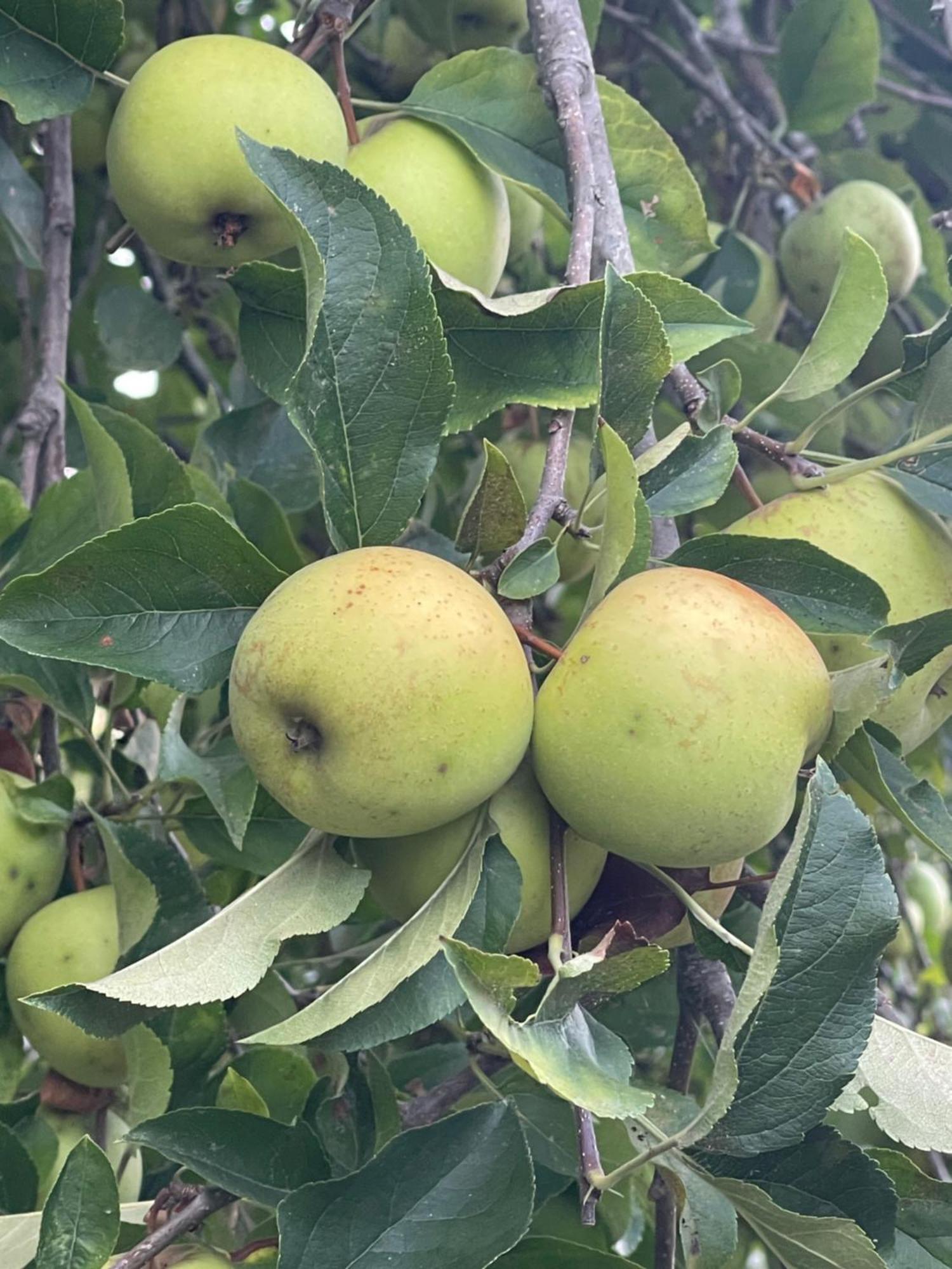 Vila Aurora Parada de Gatim Εξωτερικό φωτογραφία